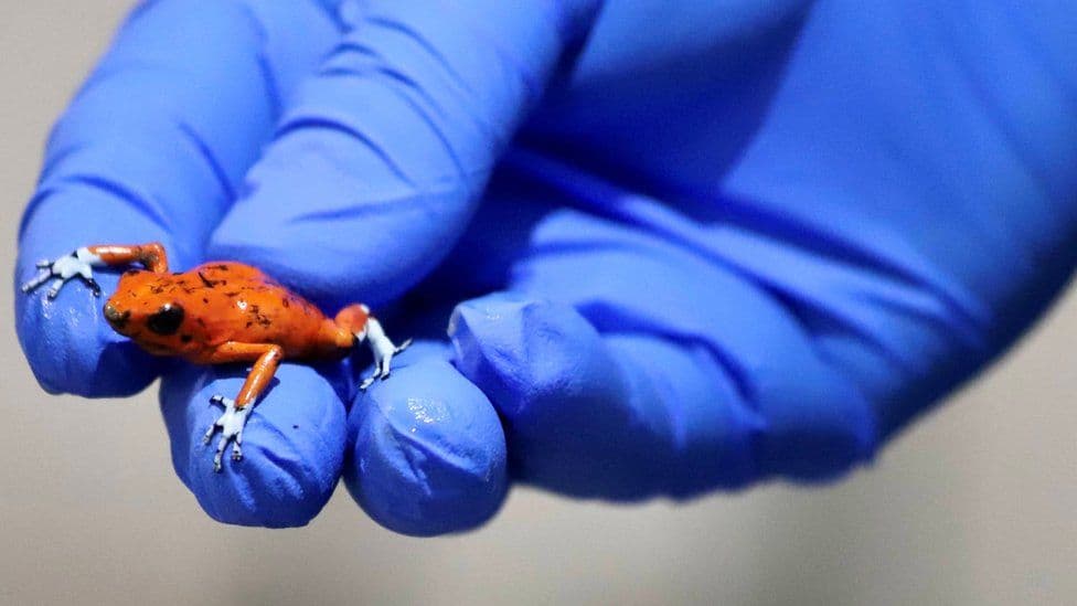 Cover Image for Brazilian Woman Caught With 130 Poisonous Frogs In Her Luggage, Charged With Widelife Tracking
